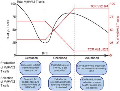 Development and Selection of the Human Vγ9Vδ2+ T-Cell Repertoire